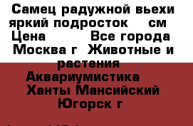 Самец радужной вьехи яркий подросток 15 см › Цена ­ 350 - Все города, Москва г. Животные и растения » Аквариумистика   . Ханты-Мансийский,Югорск г.